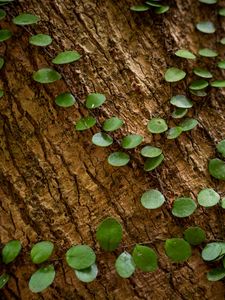 Preview wallpaper tree, plant, leaves, bark, macro