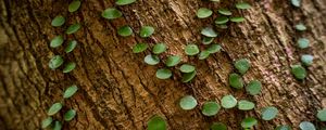 Preview wallpaper tree, plant, leaves, bark, macro