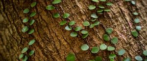 Preview wallpaper tree, plant, leaves, bark, macro
