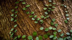 Preview wallpaper tree, plant, leaves, bark, macro