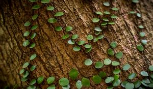 Preview wallpaper tree, plant, leaves, bark, macro