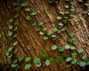 Preview wallpaper tree, plant, leaves, bark, macro