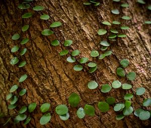 Preview wallpaper tree, plant, leaves, bark, macro