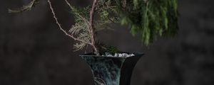 Preview wallpaper tree, plant, vase, decor