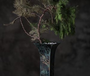 Preview wallpaper tree, plant, vase, decor