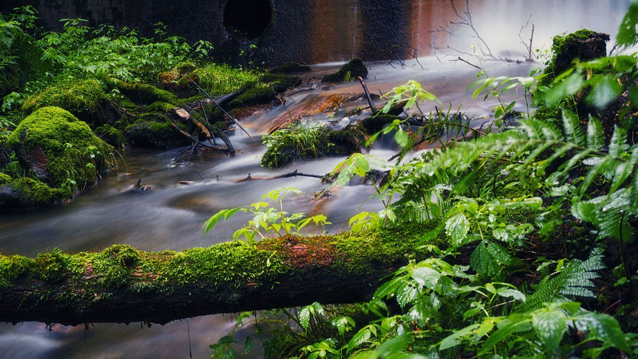 Wallpaper tree, plants, stream, nature, landscape