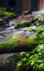 Preview wallpaper tree, plants, stream, nature, landscape