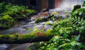 Preview wallpaper tree, plants, stream, nature, landscape