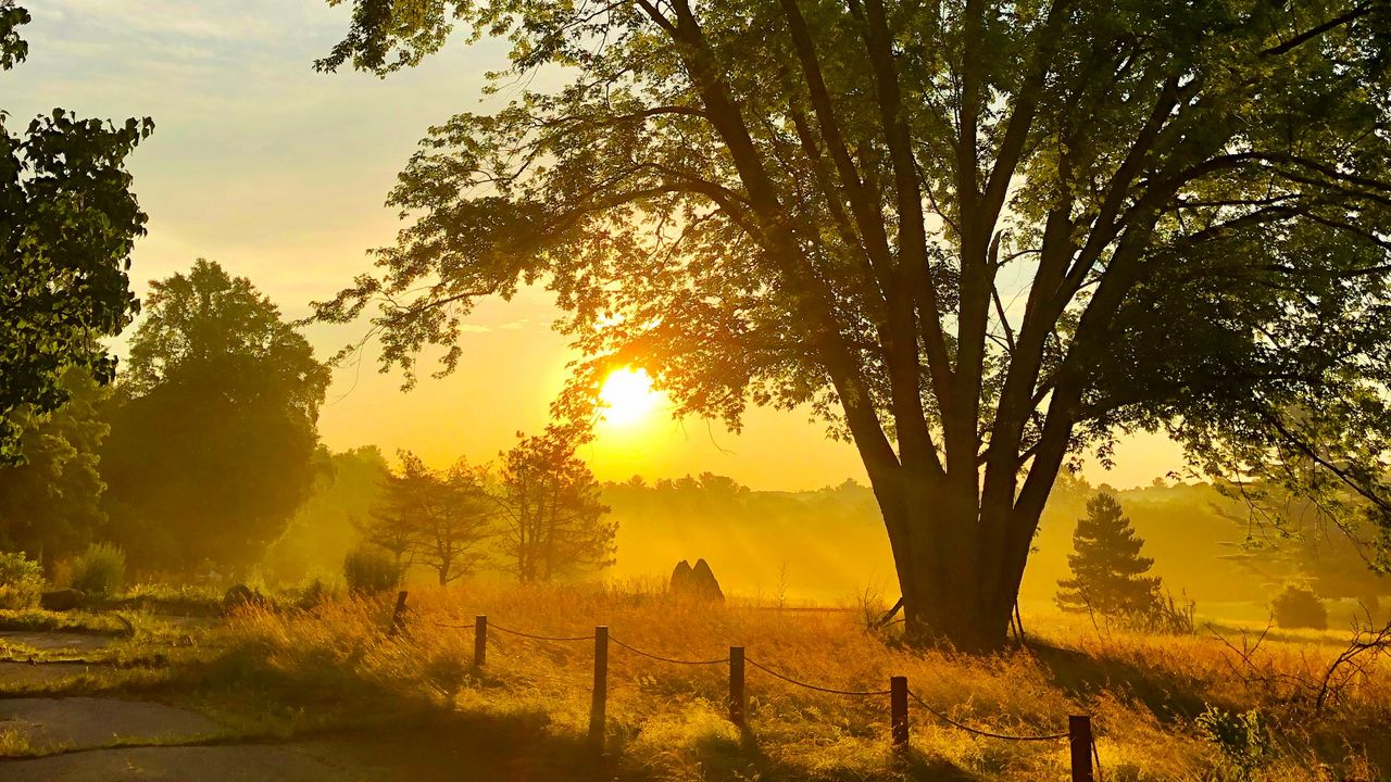 Wallpaper tree, plants, sun, rays