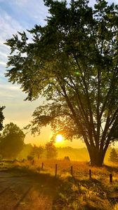 Preview wallpaper tree, plants, sun, rays