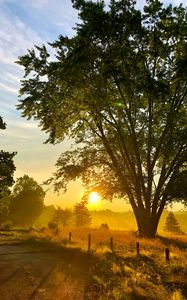 Preview wallpaper tree, plants, sun, rays