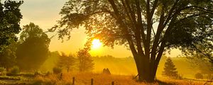 Preview wallpaper tree, plants, sun, rays