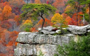 Preview wallpaper tree, plates, autumn, leaves