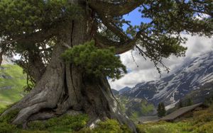 Preview wallpaper tree, prickles, trunk, long-term, mountains, clouds, sky, lodge, freshness