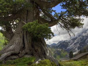 Preview wallpaper tree, prickles, trunk, long-term, mountains, clouds, sky, lodge, freshness