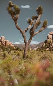 Preview wallpaper tree, prickly, plant, savanna, wildlife