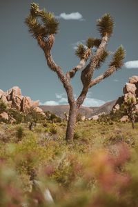 Preview wallpaper tree, prickly, plant, savanna, wildlife