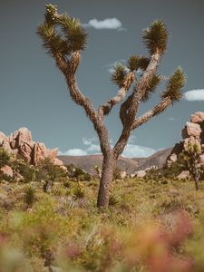 Preview wallpaper tree, prickly, plant, savanna, wildlife