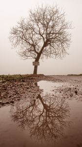 Preview wallpaper tree, puddle, fog, reflection, wet