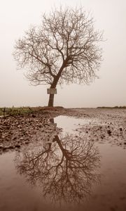 Preview wallpaper tree, puddle, fog, reflection, wet