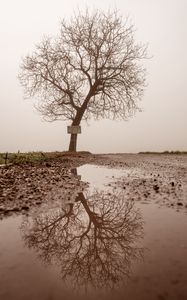 Preview wallpaper tree, puddle, fog, reflection, wet