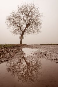 Preview wallpaper tree, puddle, fog, reflection, wet