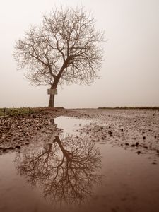 Preview wallpaper tree, puddle, fog, reflection, wet