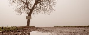 Preview wallpaper tree, puddle, fog, reflection, wet