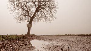 Preview wallpaper tree, puddle, fog, reflection, wet