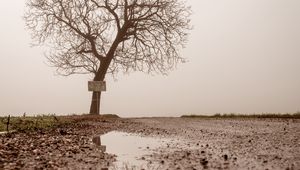 Preview wallpaper tree, puddle, fog, reflection, wet