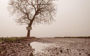 Preview wallpaper tree, puddle, fog, reflection, wet