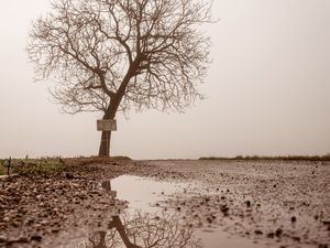 Preview wallpaper tree, puddle, fog, reflection, wet