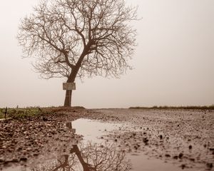 Preview wallpaper tree, puddle, fog, reflection, wet