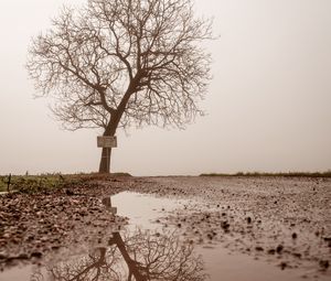 Preview wallpaper tree, puddle, fog, reflection, wet