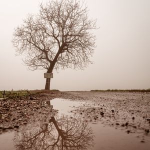 Preview wallpaper tree, puddle, fog, reflection, wet