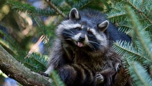 Preview wallpaper tree, raccoon, nature