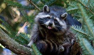 Preview wallpaper tree, raccoon, nature