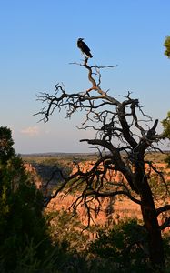 Preview wallpaper tree, raven, bird, canyon, nature