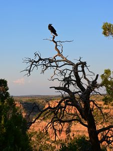 Preview wallpaper tree, raven, bird, canyon, nature