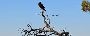 Preview wallpaper tree, raven, bird, canyon, nature