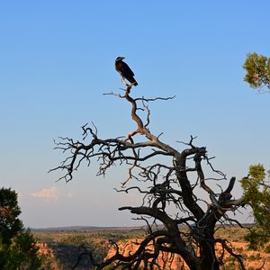 Preview wallpaper tree, raven, bird, canyon, nature