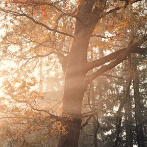 Preview wallpaper tree, rays, branches, leaves