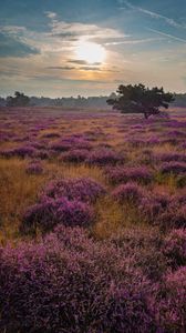 Preview wallpaper tree, rays, flowers, field, purple