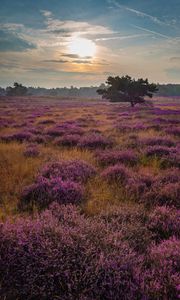 Preview wallpaper tree, rays, flowers, field, purple