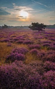 Preview wallpaper tree, rays, flowers, field, purple