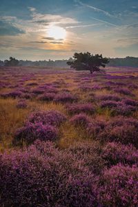 Preview wallpaper tree, rays, flowers, field, purple