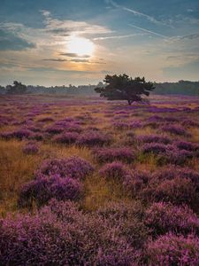 Preview wallpaper tree, rays, flowers, field, purple
