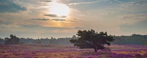 Preview wallpaper tree, rays, flowers, field, purple