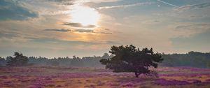 Preview wallpaper tree, rays, flowers, field, purple