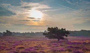 Preview wallpaper tree, rays, flowers, field, purple